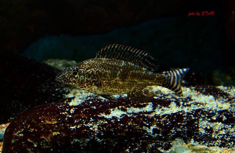 Nimbochromis linni